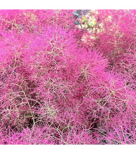 Amazon.co.jp: モンステラデリシオーサマクロコズム超希少系統鉢植え